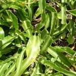 Eryngium pusillum পাতা