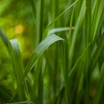 Miscanthus × longiberbis Leaf