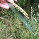 Triticum aestivum ഇല