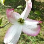 Cornus floridaÇiçek