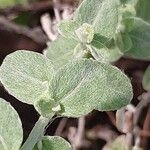 Plecostachys serpyllifolia Leaf