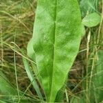 Cynoglossum creticum Leaf