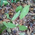 Bocoa viridiflora Yaprak