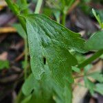 Ranunculus sceleratus Leaf