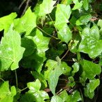 Hedera helixপাতা