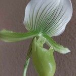 Paphiopedilum spp.Flower