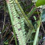 Lindsaea stricta Vrucht