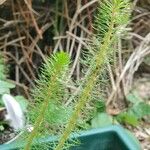 Myriophyllum heterophyllum Feuille