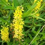 Lysimachia vulgaris Цвят