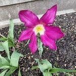 Tulipa didieri Floare