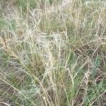 Stipa pennata Habitat