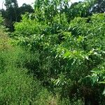 Cordia alliodora Hoja