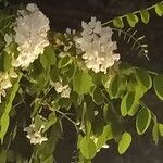 Robinia pseudoacacia Floare