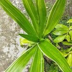 Crinum asiaticumList