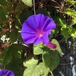 Ipomoea indicaFlower