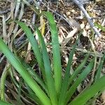 Eryngium paniculatum Levél