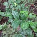 Pisonia aculeata पत्ता