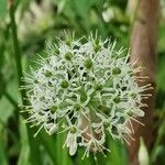 Allium omeiense Květ