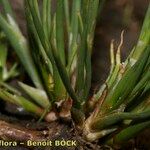 Juncus heterophyllus Övriga