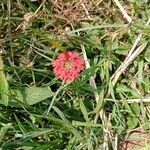 Glandularia peruviana 花