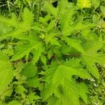 Girardinia diversifolia Blatt