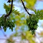 Fraxinus excelsior Annet