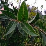 Ligustrum japonicum Leaf