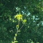 Silphium asteriscus Flower