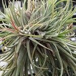 Tillandsia aeranthos 葉