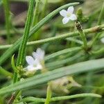 Oldenlandia lancifolia Листок
