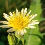 Sonchus oleraceusFlower