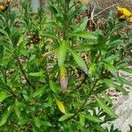 Fourraea alpina Květ