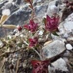 Thymus longiflorus Flower