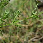 Asperula hirta Leaf