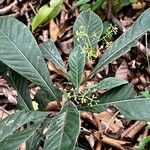 Psychotria marginata Leaf