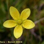 Saxifraga hirculus Квітка