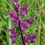 Anacamptis laxiflora Flor