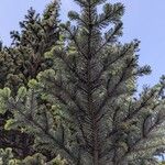 Abies amabilis