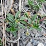 Helianthemum italicum List