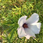 Alyogyne hakeifolia Cvet