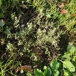 Gypsophila muralis Habit