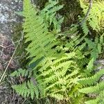 Dennstaedtia punctilobula Blatt