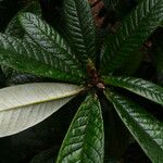 Rhododendron uvariifolium Hoja