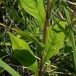 Polygala senega Bark