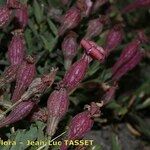 Silene vallesia Flors