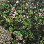 Epilobium duriaei Pokrój