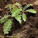 Sonchus ustulatus Habit