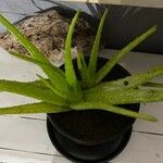Aloe vera Leaf