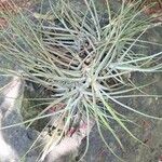 Tillandsia schiedeana Hábito