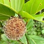 Nauclea latifolia Flor